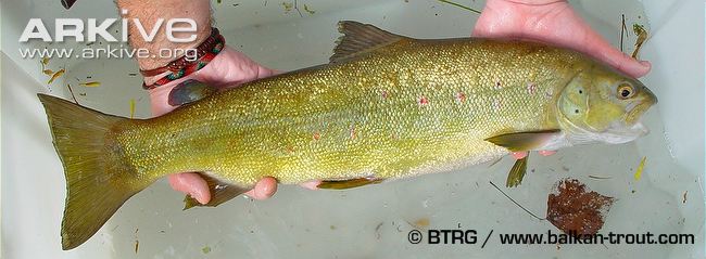Salmo obtusirostris (Heckel, 1851)